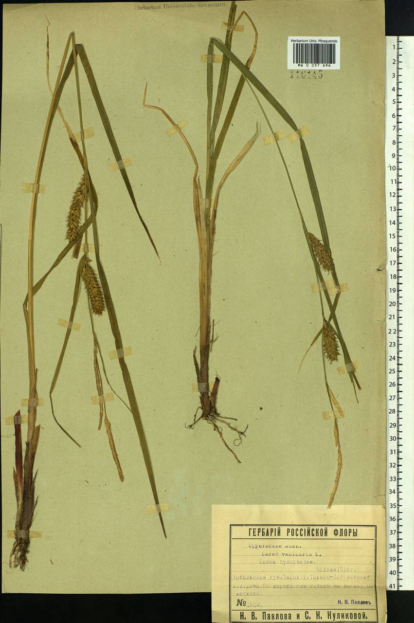 Carex vesicaria L., Siberia, Western Siberia (S1) (Russia)