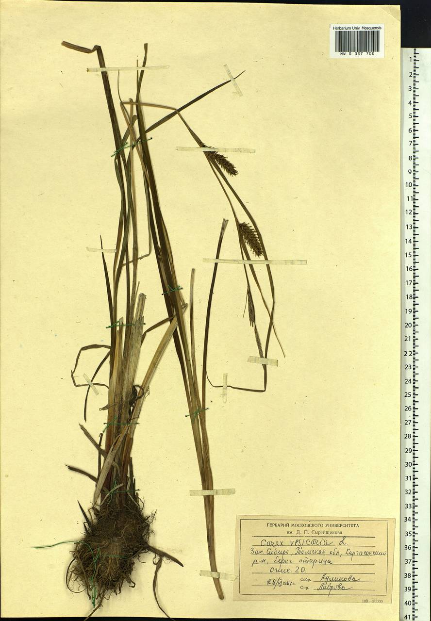 Carex vesicaria L., Siberia, Western Siberia (S1) (Russia)