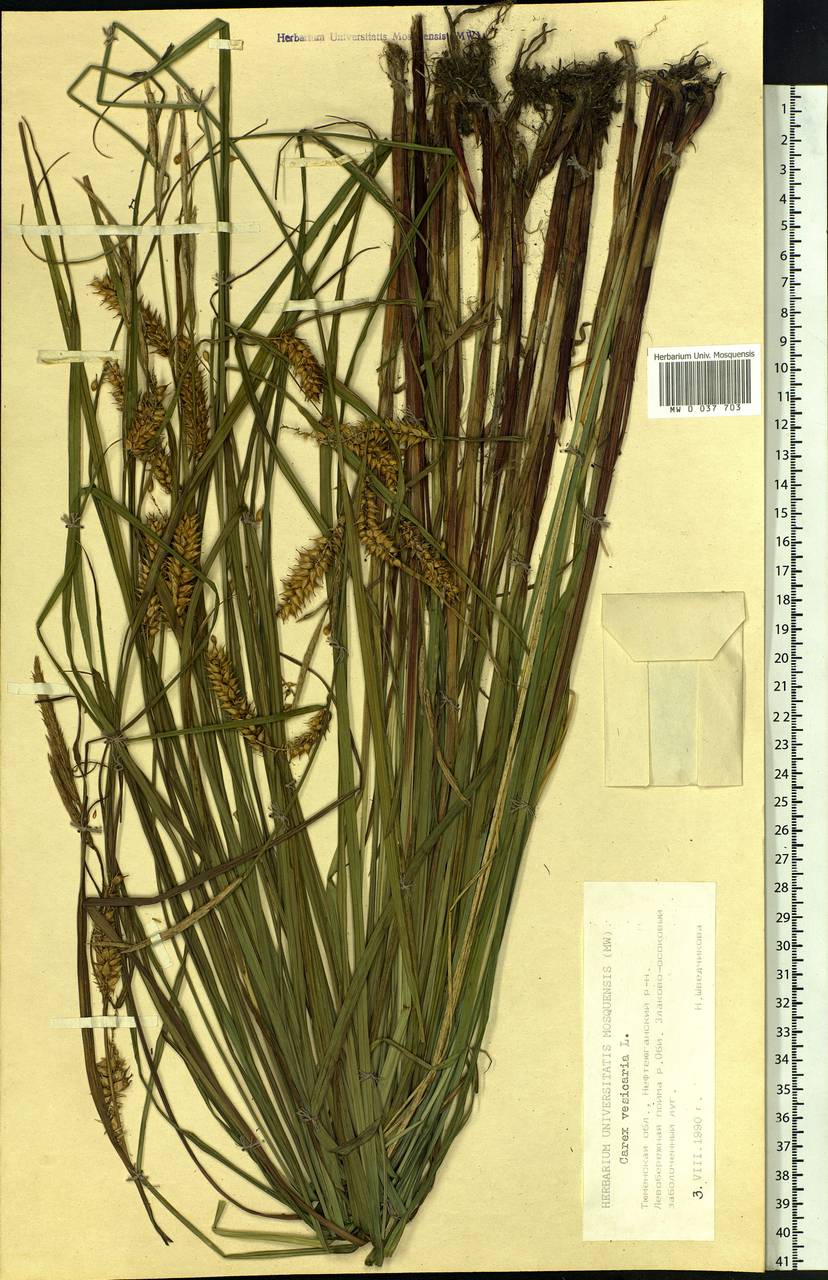 Carex vesicaria L., Siberia, Western Siberia (S1) (Russia)