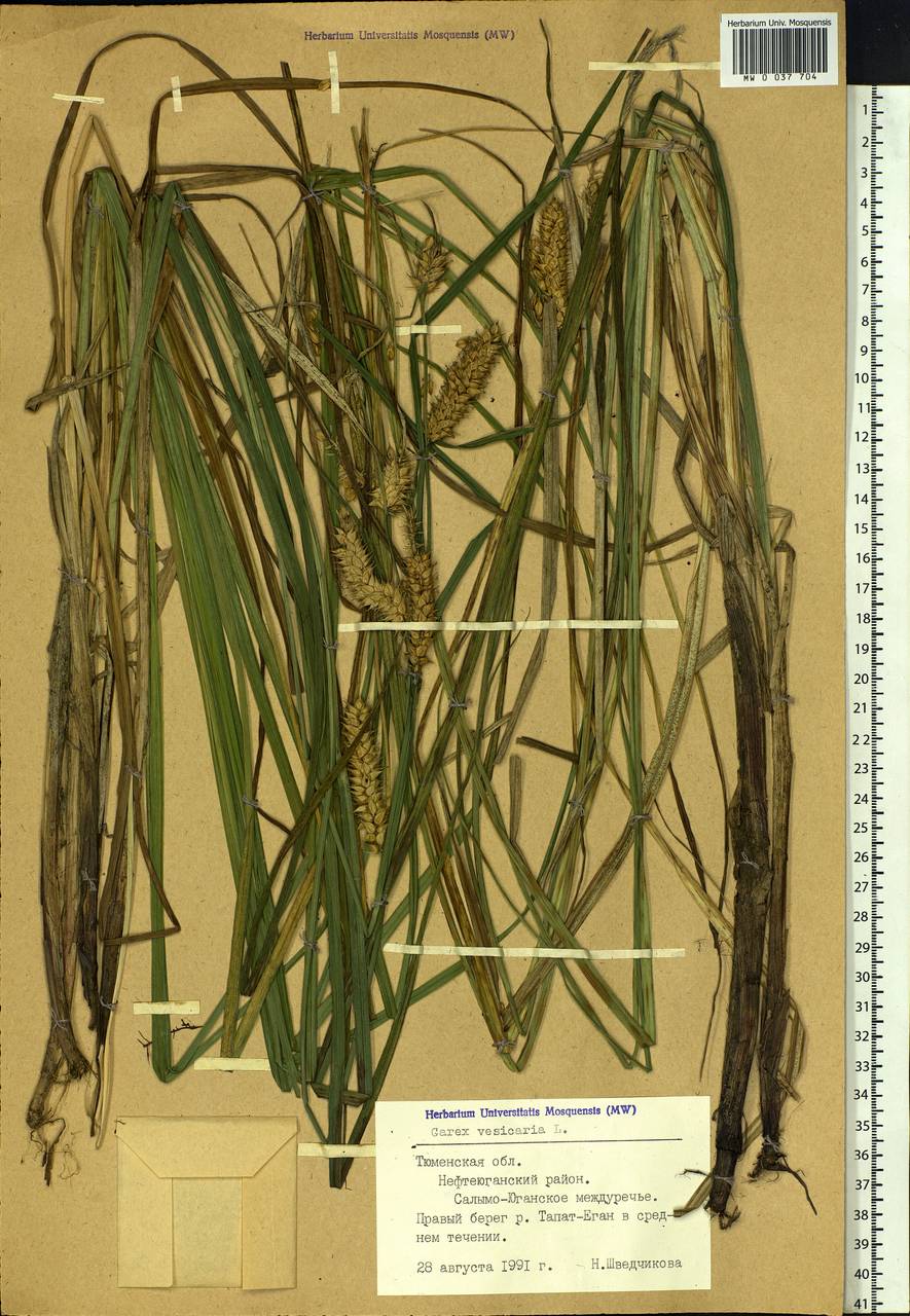 Carex vesicaria L., Siberia, Western Siberia (S1) (Russia)