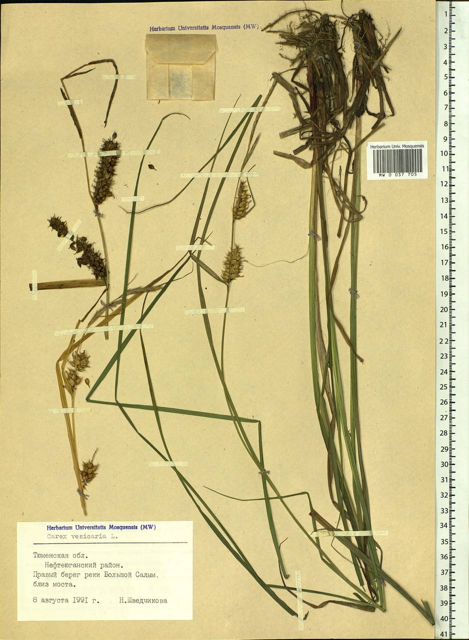 Carex vesicaria L., Siberia, Western Siberia (S1) (Russia)