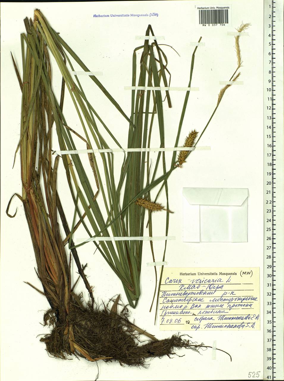 Carex vesicaria L., Siberia, Western Siberia (S1) (Russia)