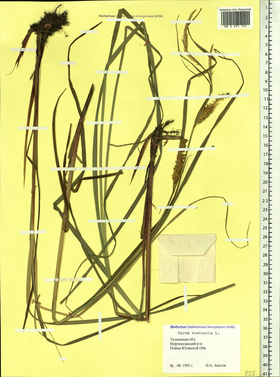 Carex vesicaria L., Siberia, Western Siberia (S1) (Russia)