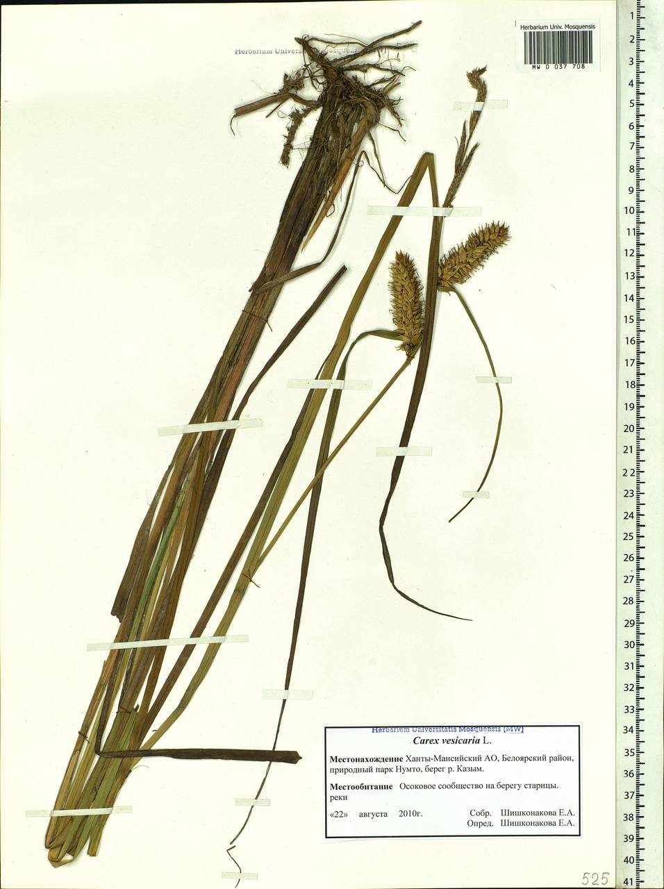 Carex vesicaria L., Siberia, Western Siberia (S1) (Russia)