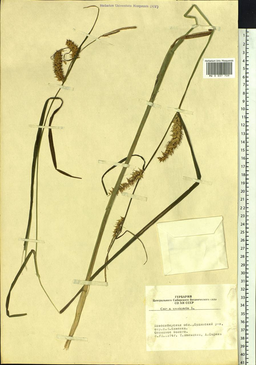 Carex vesicaria L., Siberia, Western Siberia (S1) (Russia)