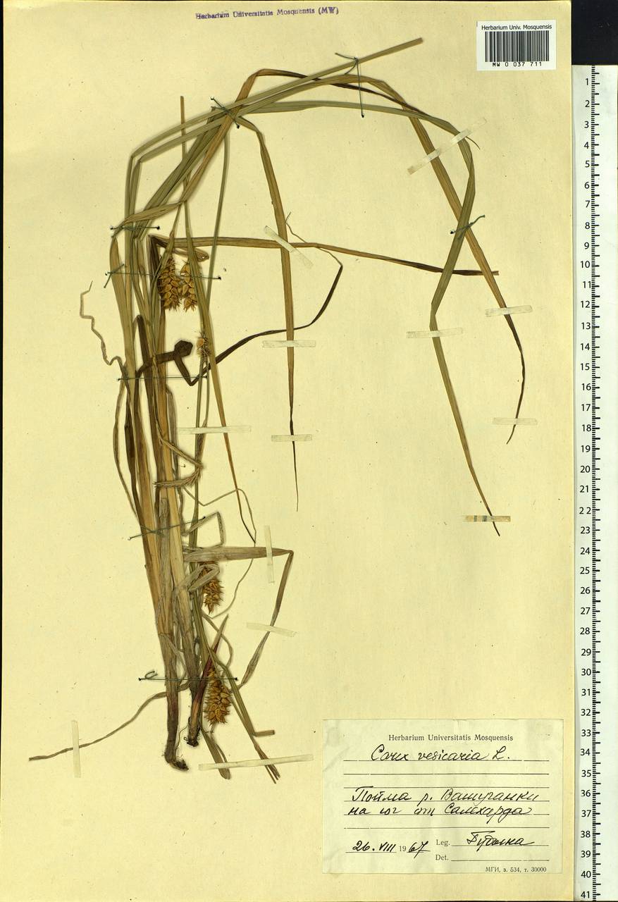 Carex vesicaria L., Siberia, Western Siberia (S1) (Russia)