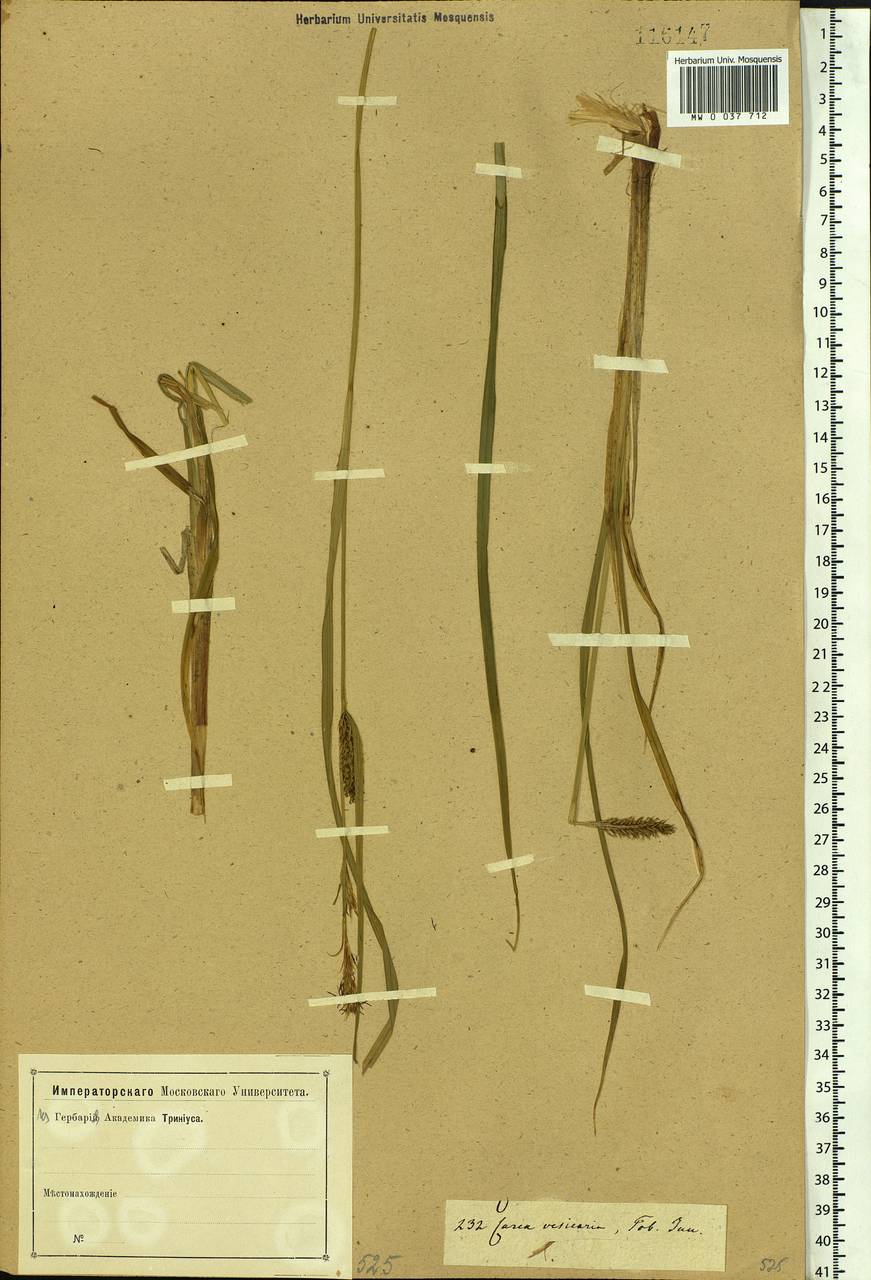 Carex vesicaria L., Siberia, Western Siberia (S1) (Russia)