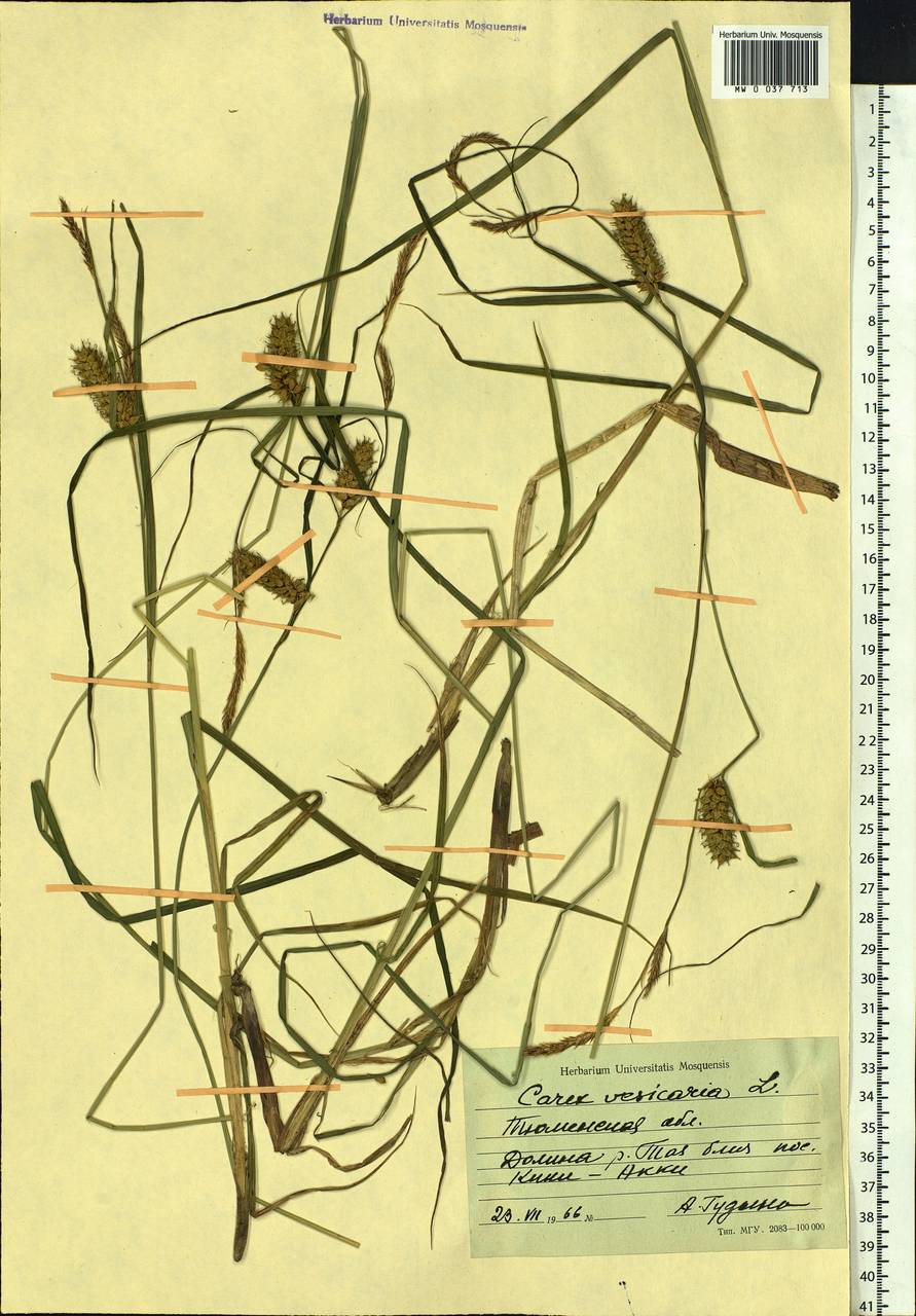 Carex vesicaria L., Siberia, Western Siberia (S1) (Russia)