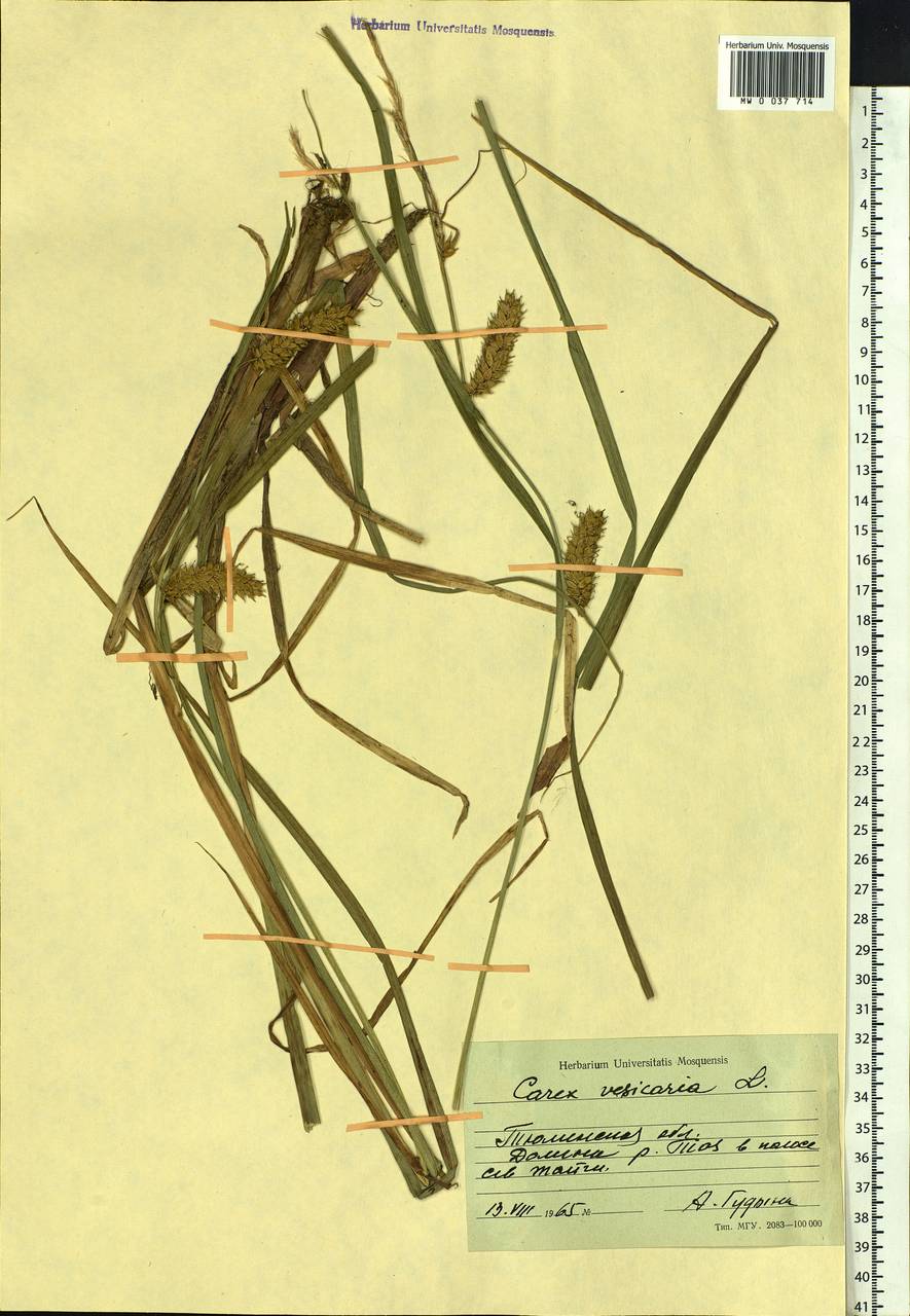 Carex vesicaria L., Siberia, Western Siberia (S1) (Russia)