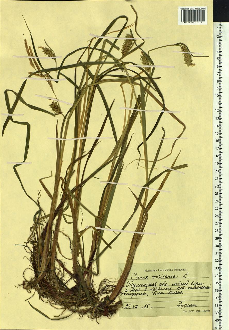 Carex vesicaria L., Siberia, Western Siberia (S1) (Russia)