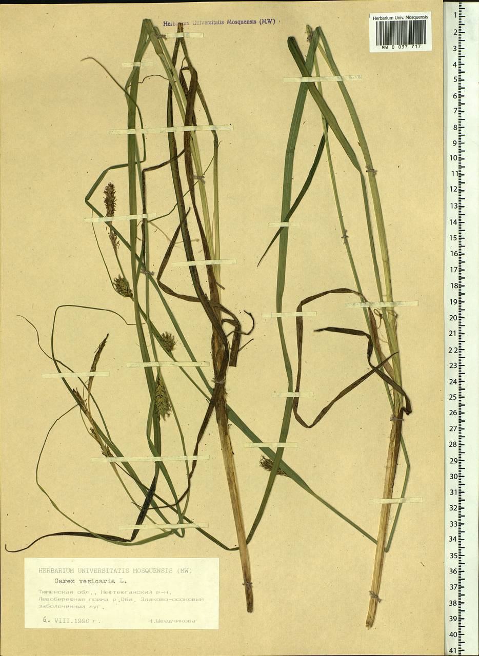 Carex vesicaria L., Siberia, Western Siberia (S1) (Russia)