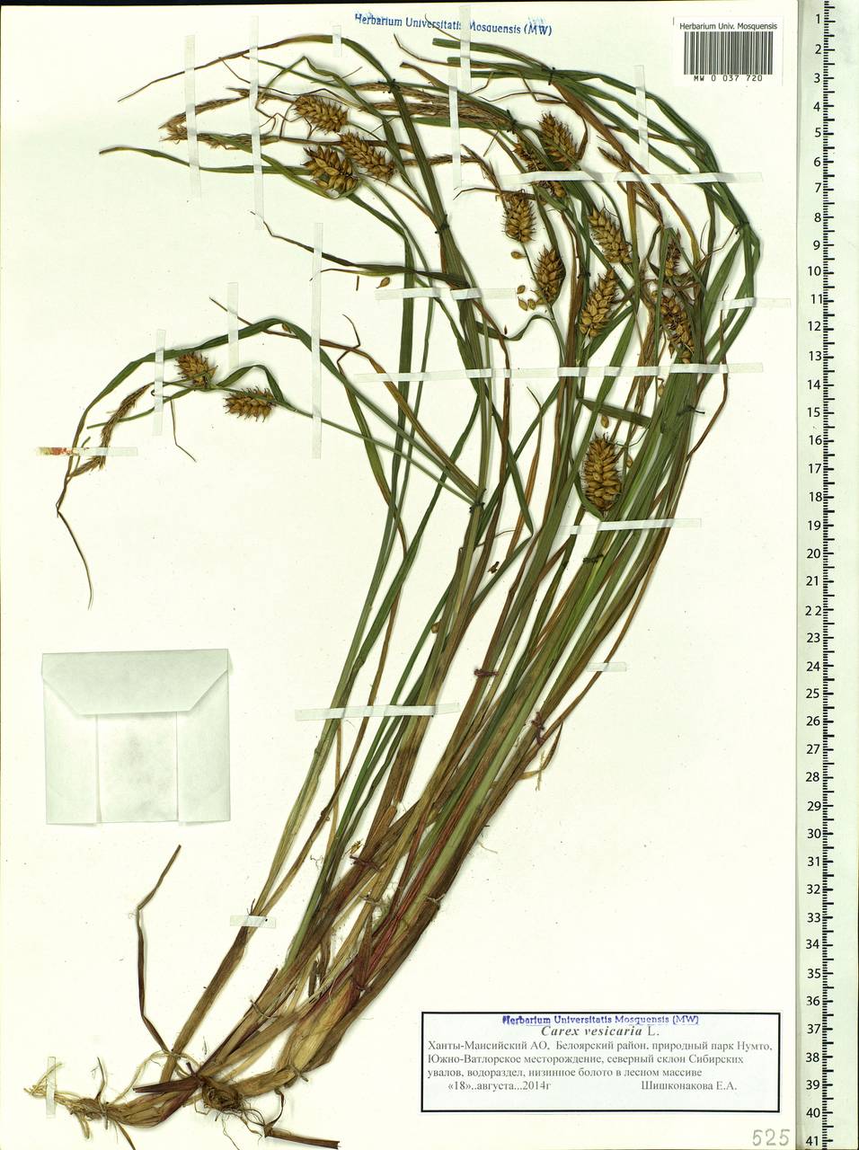 Carex vesicaria L., Siberia, Western Siberia (S1) (Russia)
