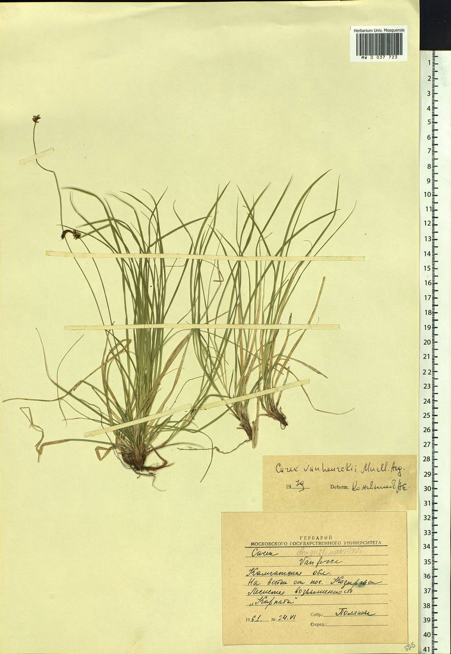 Carex vanheurckii, Siberia, Chukotka & Kamchatka (S7) (Russia)