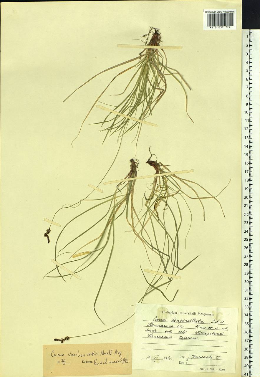 Carex vanheurckii, Siberia, Chukotka & Kamchatka (S7) (Russia)