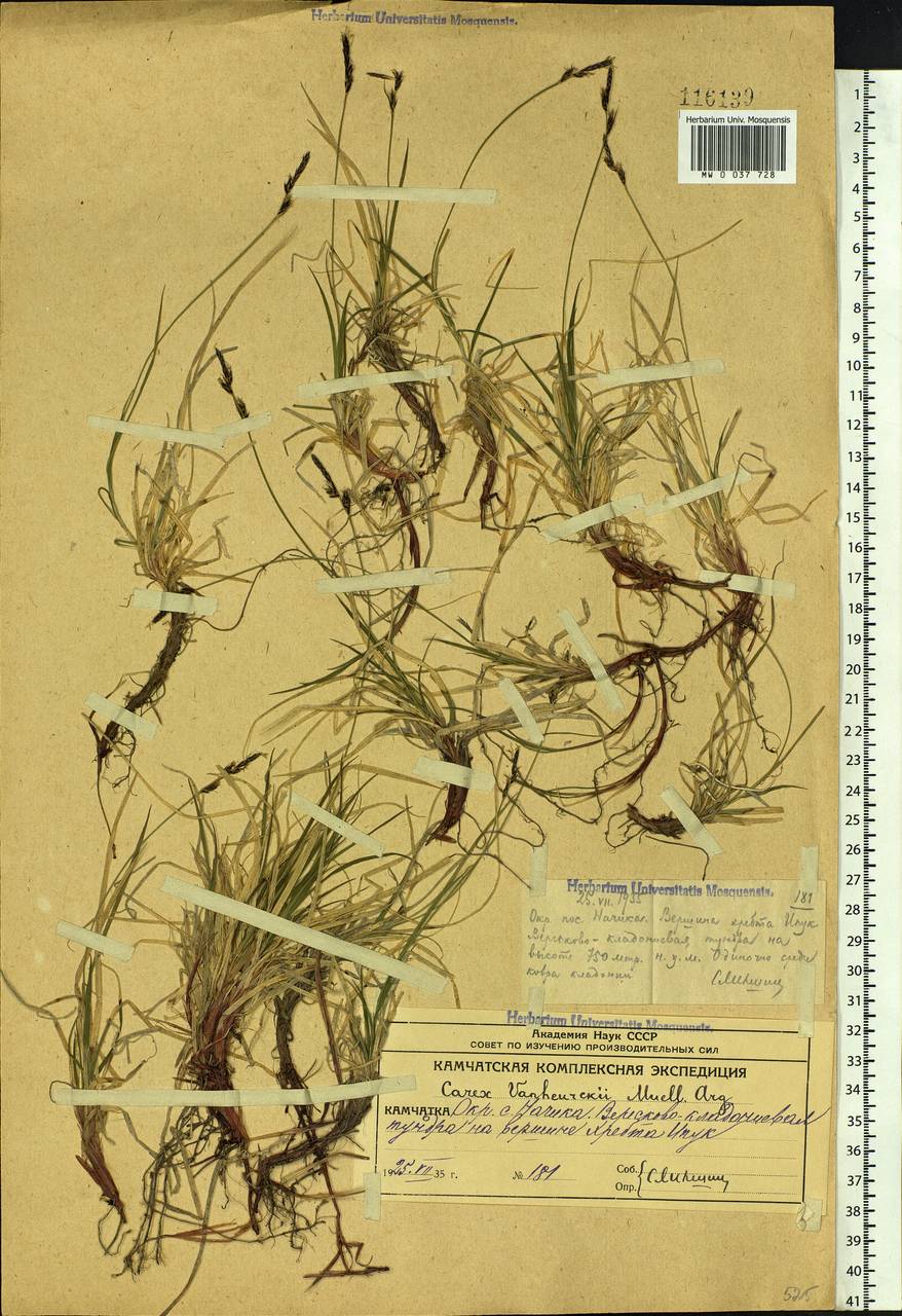Carex vanheurckii Müll.Arg., Siberia, Chukotka & Kamchatka (S7) (Russia)
