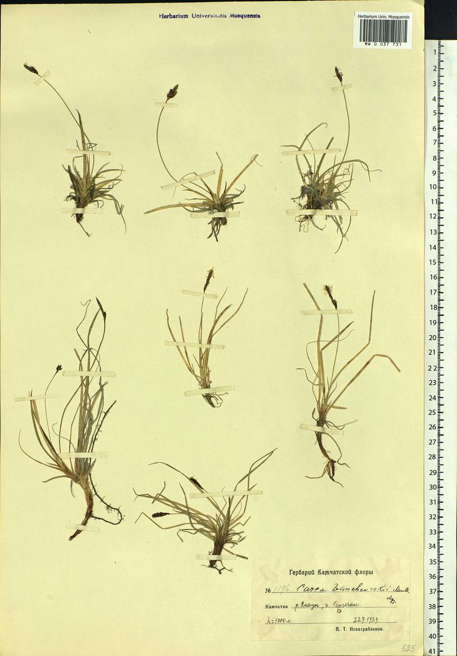 Carex vanheurckii Müll.Arg., Siberia, Chukotka & Kamchatka (S7) (Russia)