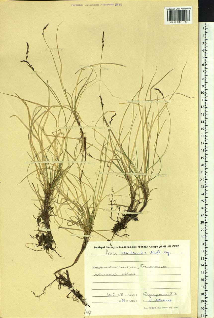Carex vanheurckii, Siberia, Chukotka & Kamchatka (S7) (Russia)