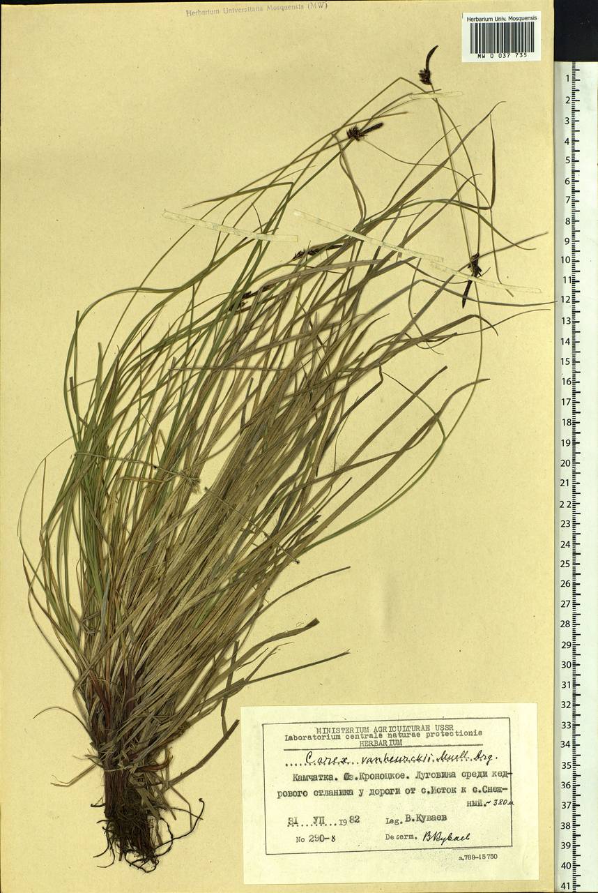 Carex vanheurckii, Siberia, Chukotka & Kamchatka (S7) (Russia)