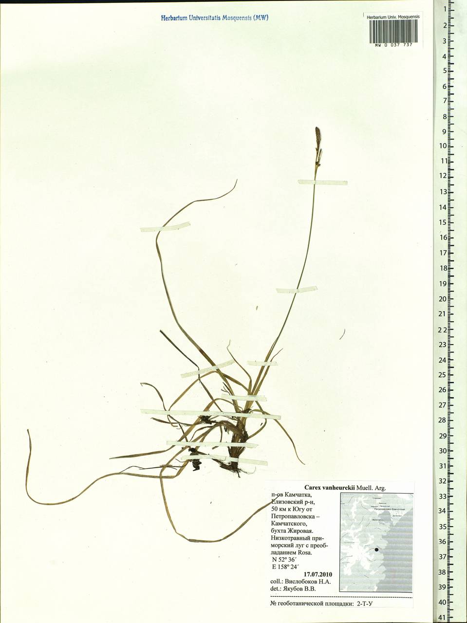 Carex vanheurckii, Siberia, Chukotka & Kamchatka (S7) (Russia)