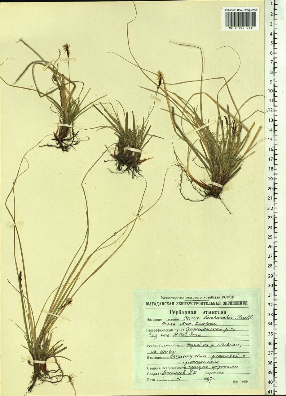 Carex vanheurckii Müll.Arg., Siberia, Chukotka & Kamchatka (S7) (Russia)
