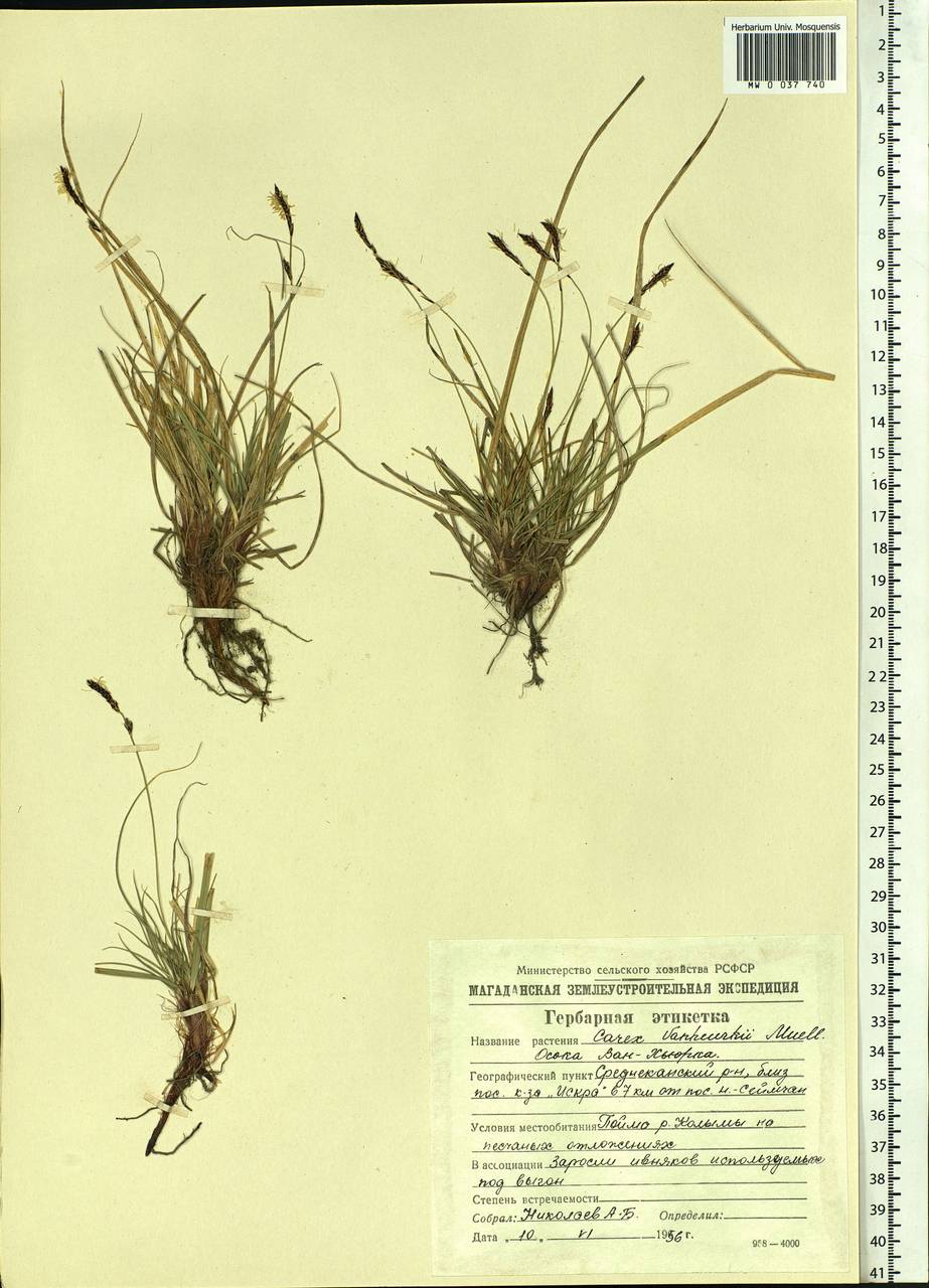 Carex vanheurckii Müll.Arg., Siberia, Chukotka & Kamchatka (S7) (Russia)
