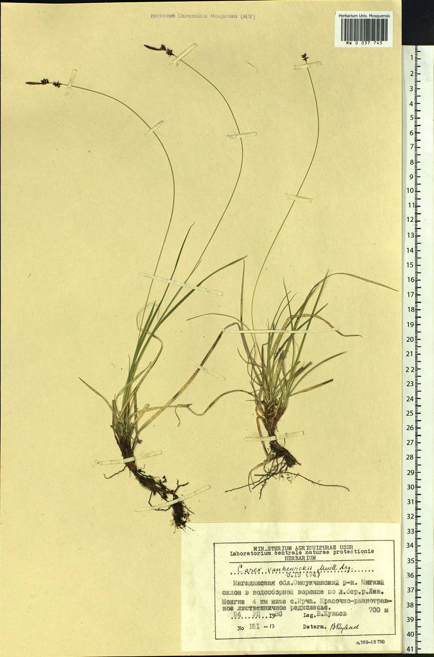 Carex vanheurckii, Siberia, Chukotka & Kamchatka (S7) (Russia)