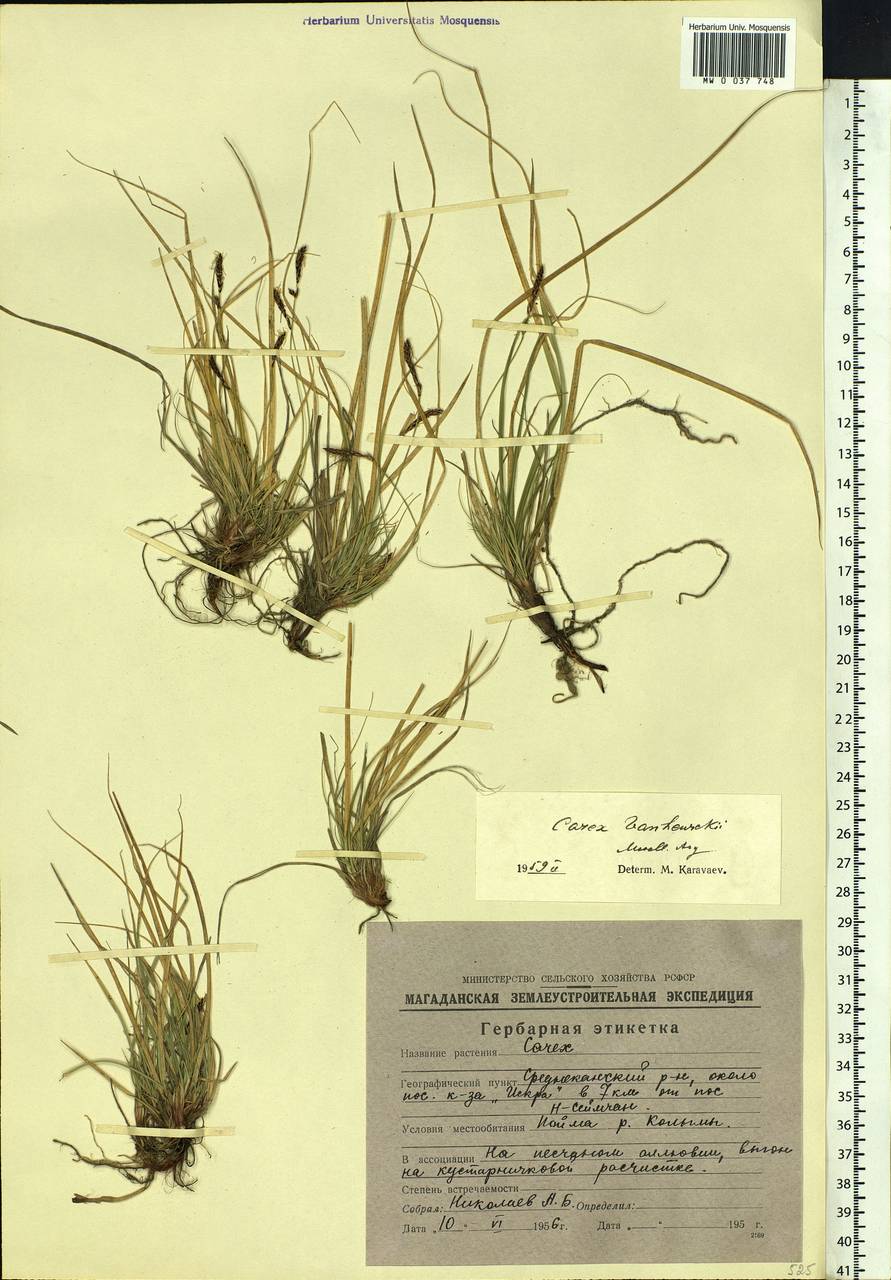 Carex vanheurckii Müll.Arg., Siberia, Chukotka & Kamchatka (S7) (Russia)