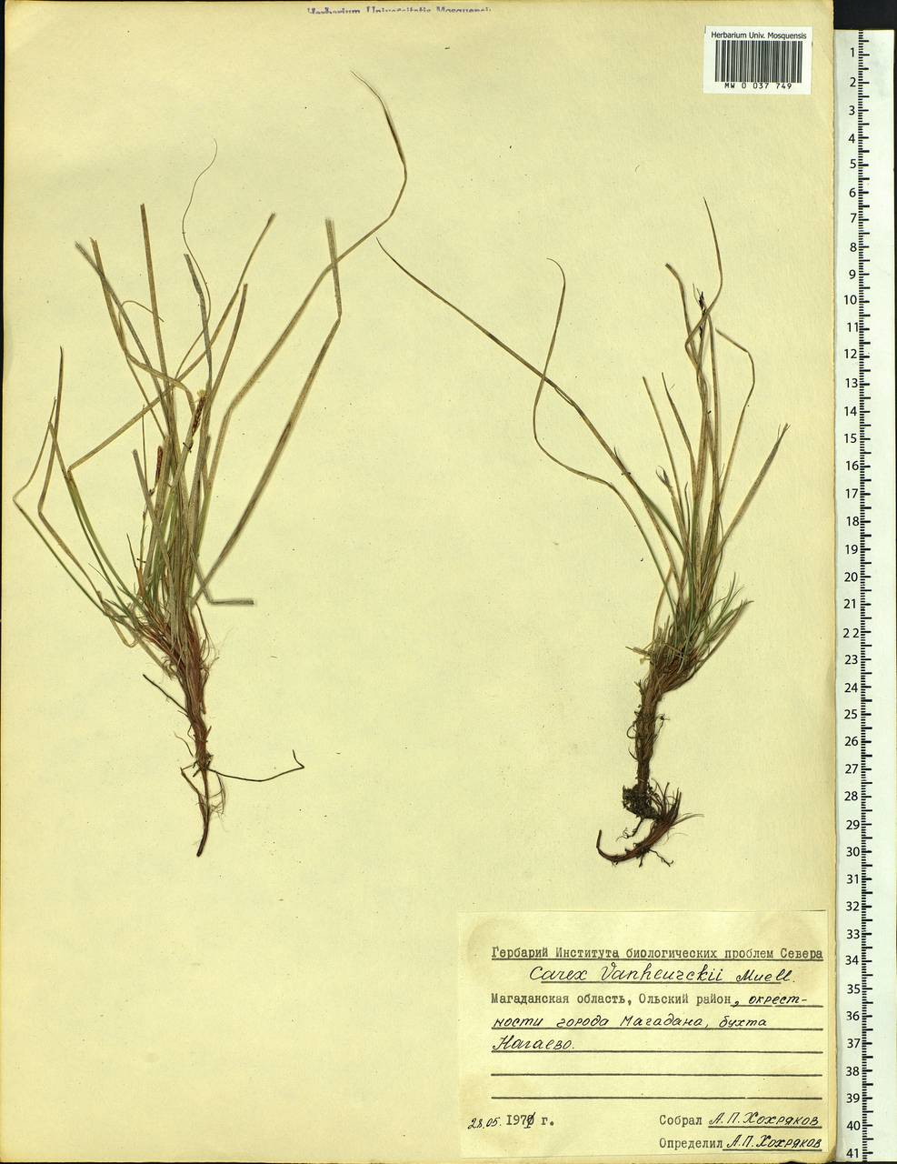 Carex vanheurckii, Siberia, Chukotka & Kamchatka (S7) (Russia)