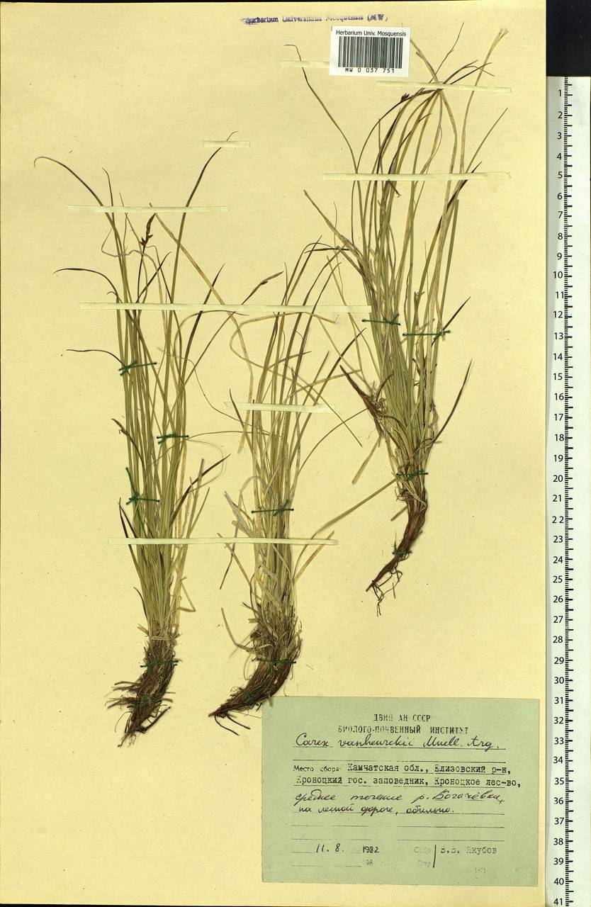 Carex vanheurckii, Siberia, Chukotka & Kamchatka (S7) (Russia)