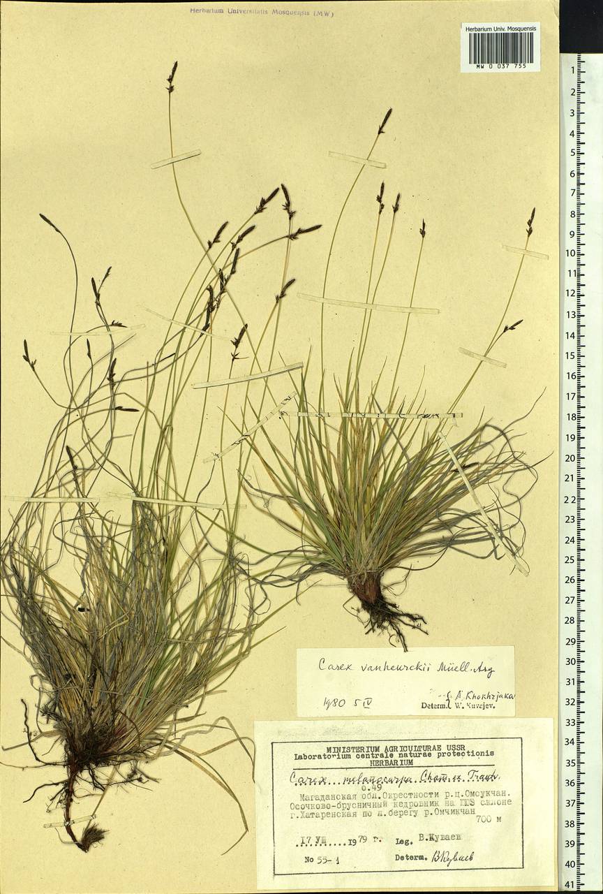 Carex vanheurckii Müll.Arg., Siberia, Chukotka & Kamchatka (S7) (Russia)
