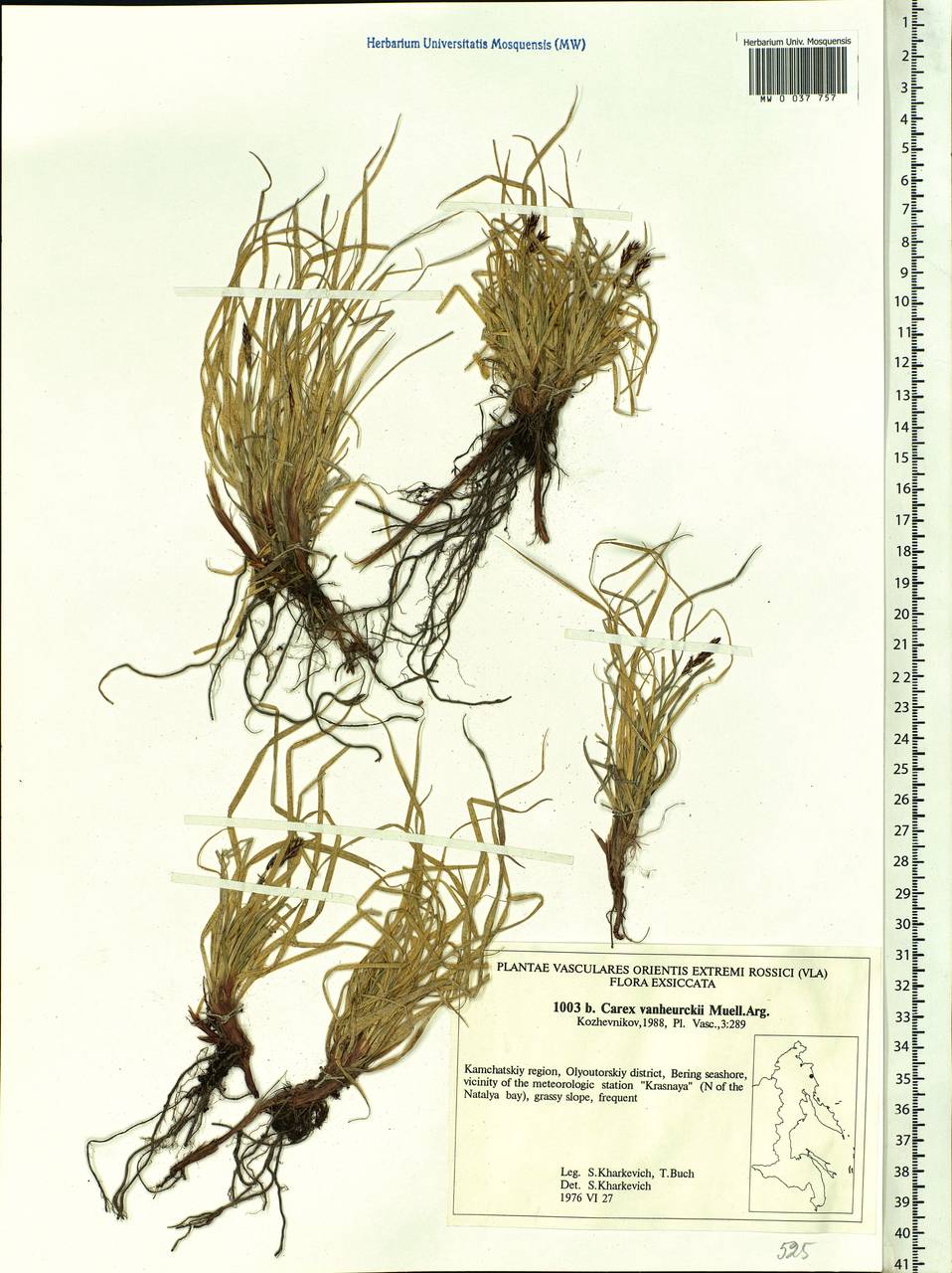 Carex vanheurckii, Siberia, Chukotka & Kamchatka (S7) (Russia)