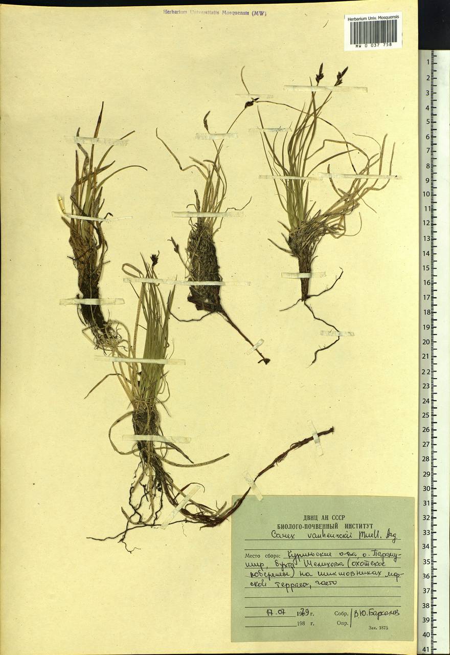 Carex vanheurckii Müll.Arg., Siberia, Russian Far East (S6) (Russia)