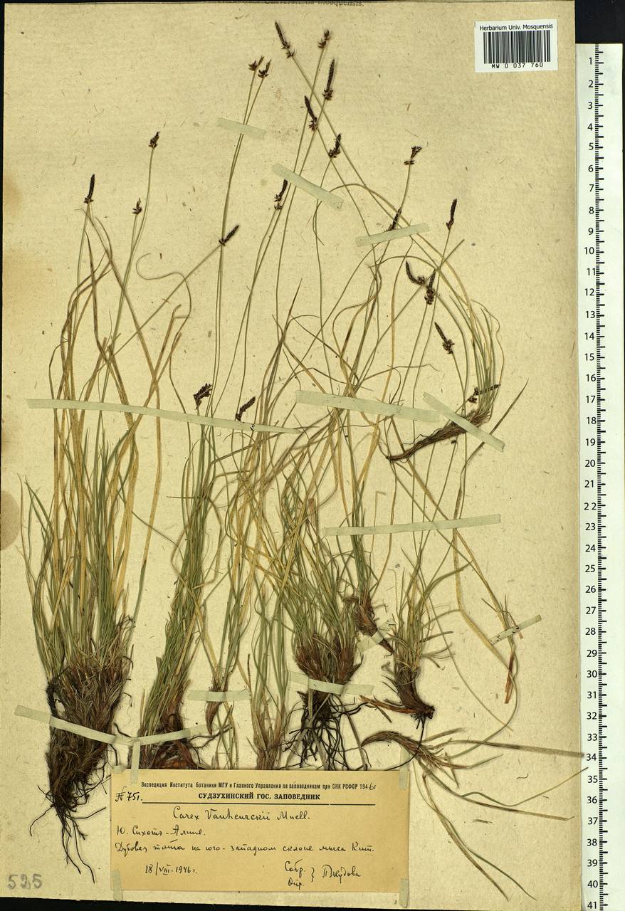 Carex vanheurckii, Siberia, Russian Far East (S6) (Russia)