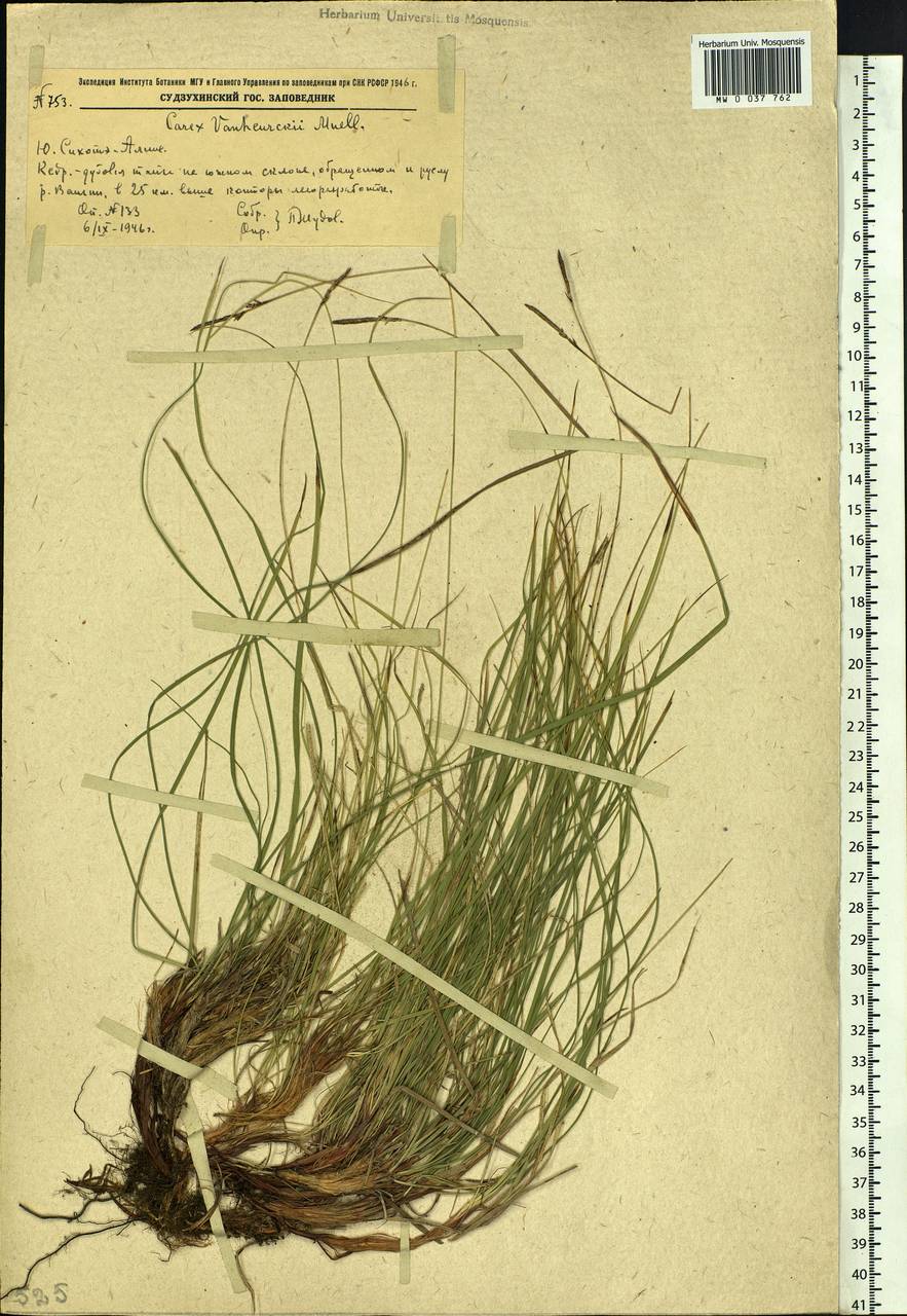 Carex vanheurckii Müll.Arg., Siberia, Russian Far East (S6) (Russia)