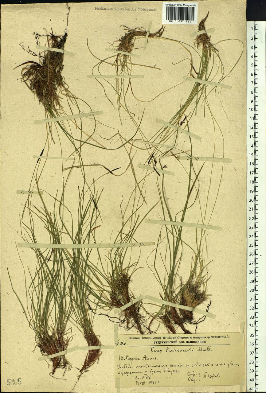 Carex vanheurckii Müll.Arg., Siberia, Russian Far East (S6) (Russia)