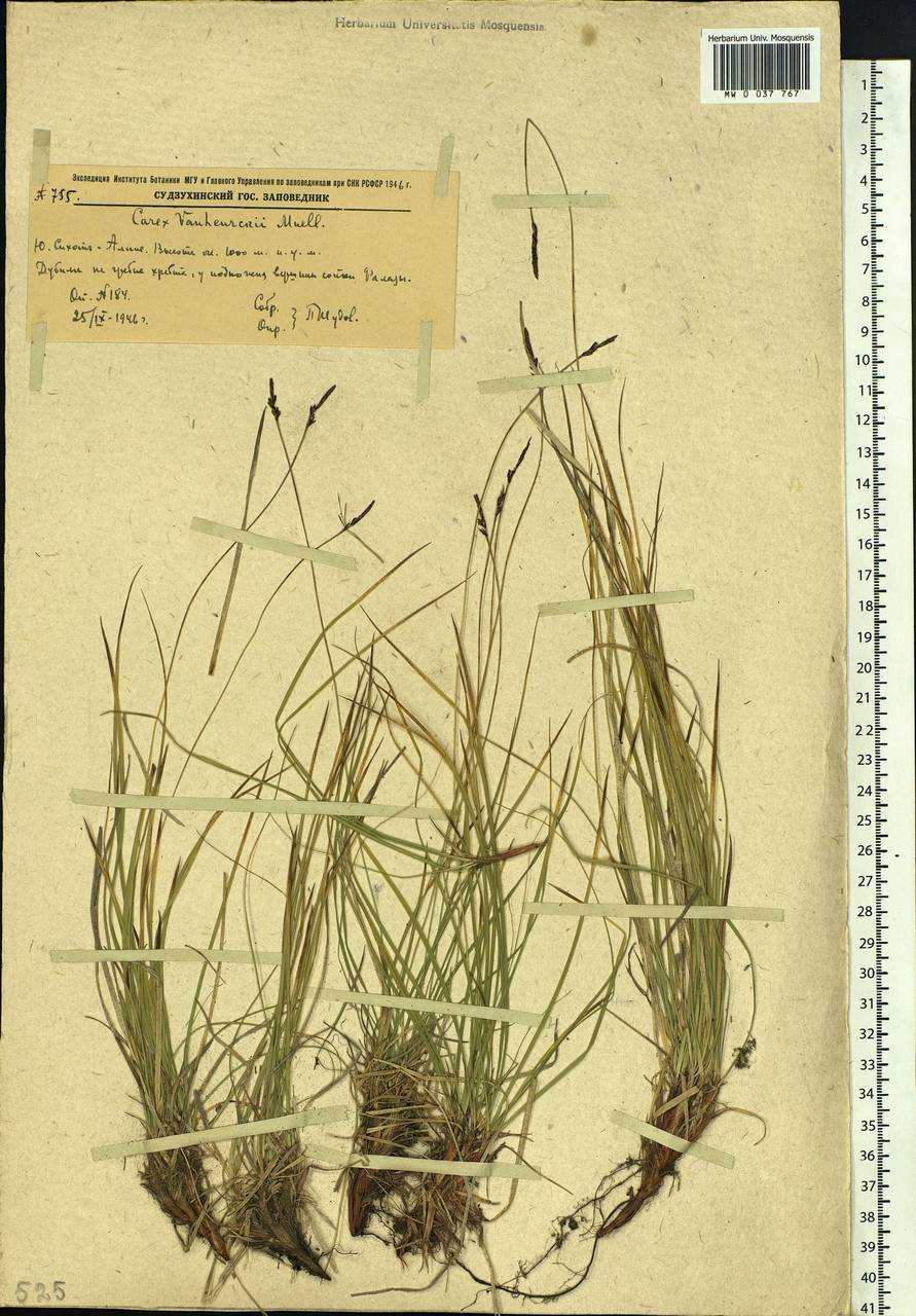 Carex vanheurckii, Siberia, Russian Far East (S6) (Russia)