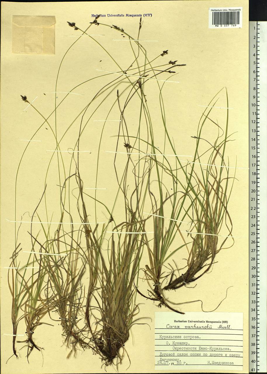 Carex vanheurckii, Siberia, Russian Far East (S6) (Russia)