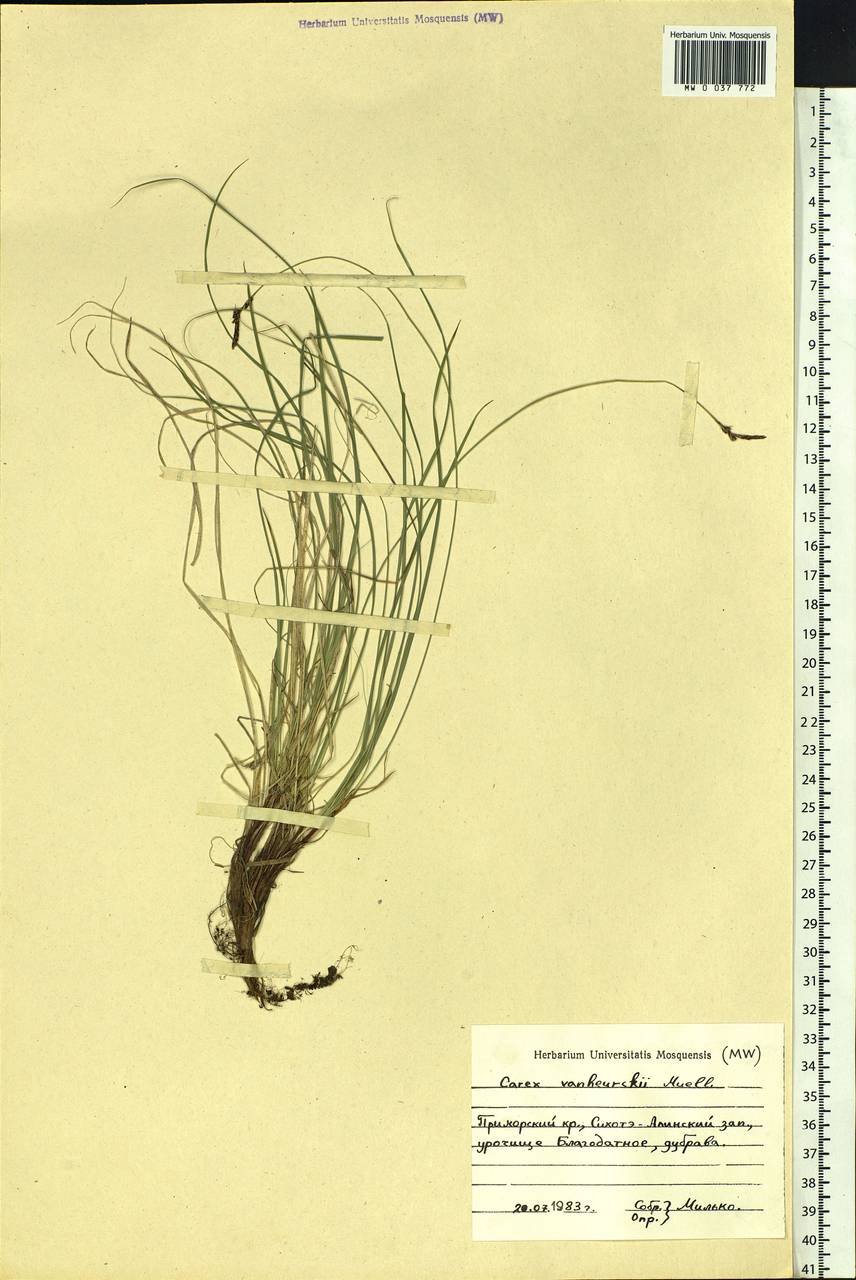 Carex vanheurckii, Siberia, Russian Far East (S6) (Russia)