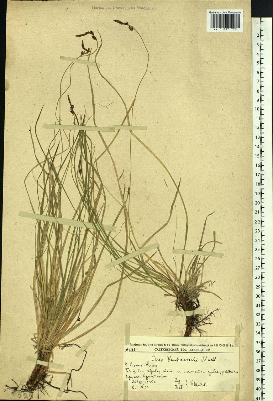 Carex vanheurckii, Siberia, Russian Far East (S6) (Russia)