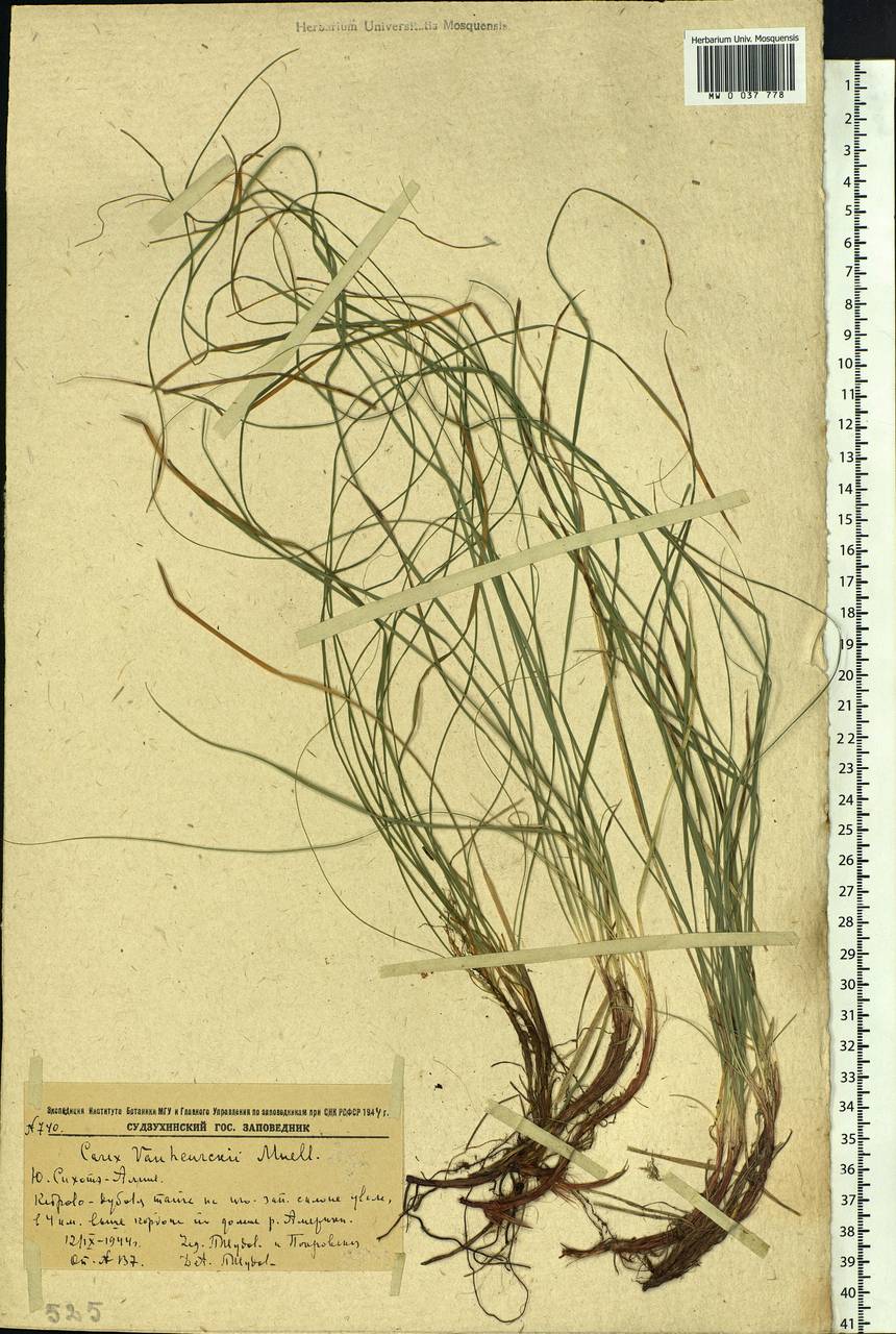 Carex vanheurckii, Siberia, Russian Far East (S6) (Russia)