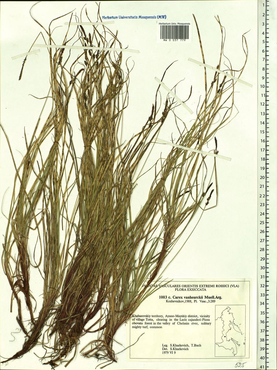 Carex vanheurckii Müll.Arg., Siberia, Russian Far East (S6) (Russia)