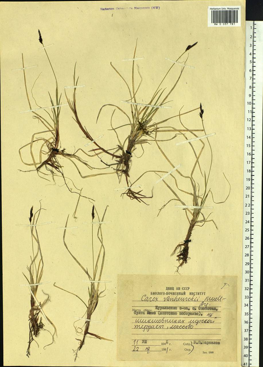 Carex vanheurckii Müll.Arg., Siberia, Russian Far East (S6) (Russia)