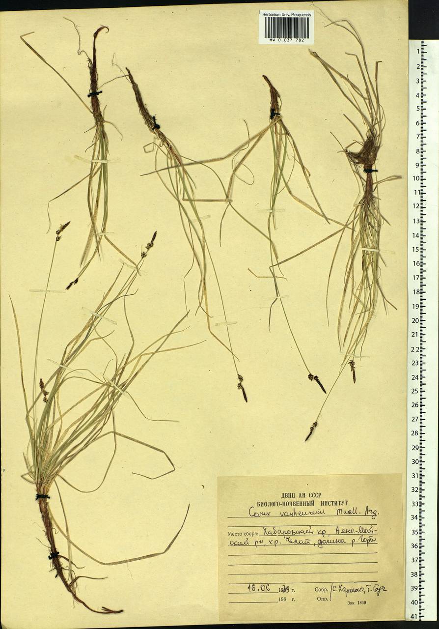 Carex vanheurckii Müll.Arg., Siberia, Russian Far East (S6) (Russia)