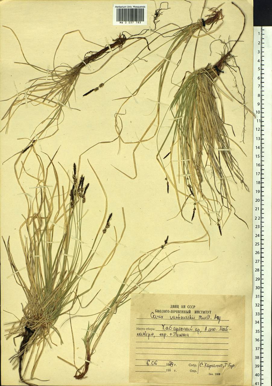 Carex vanheurckii Müll.Arg., Siberia, Russian Far East (S6) (Russia)