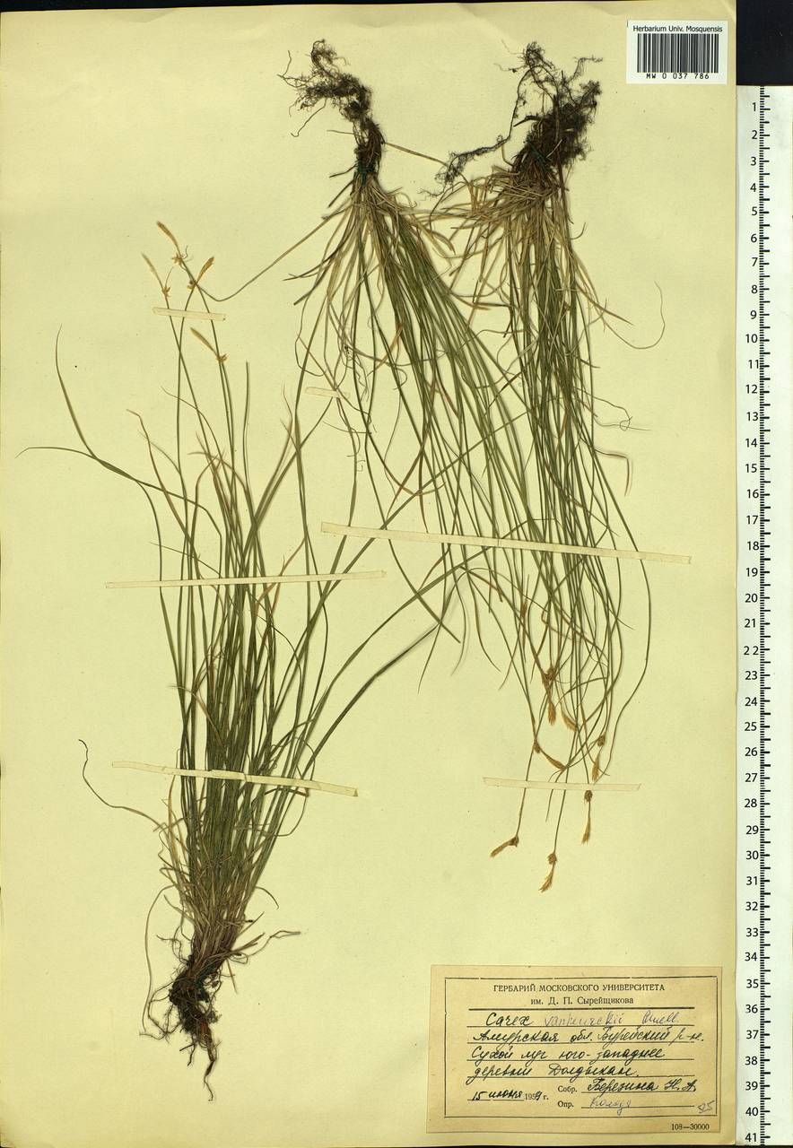 Carex vanheurckii, Siberia, Russian Far East (S6) (Russia)