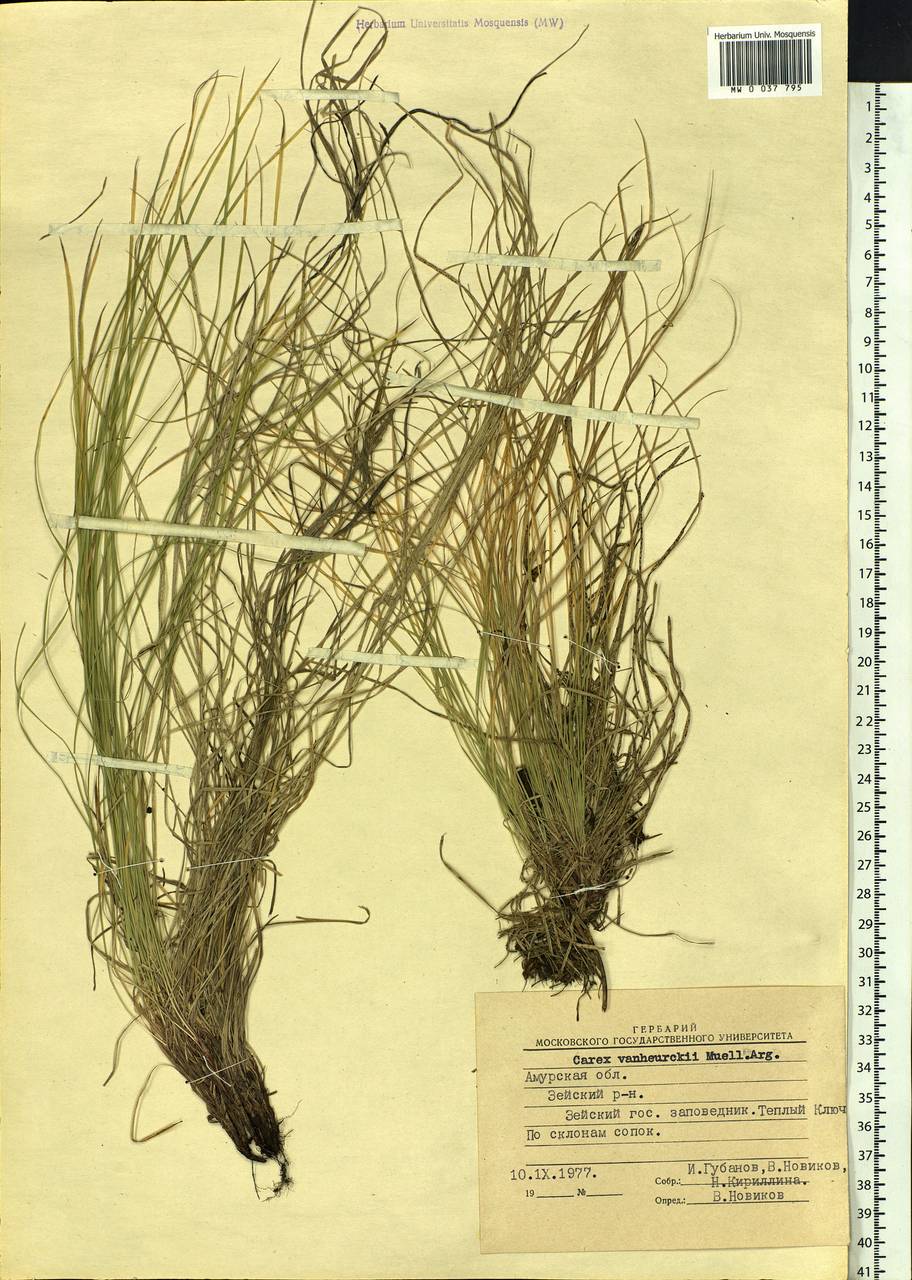 Carex vanheurckii Müll.Arg., Siberia, Russian Far East (S6) (Russia)