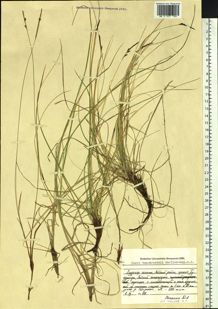 Carex vanheurckii, Siberia, Russian Far East (S6) (Russia)