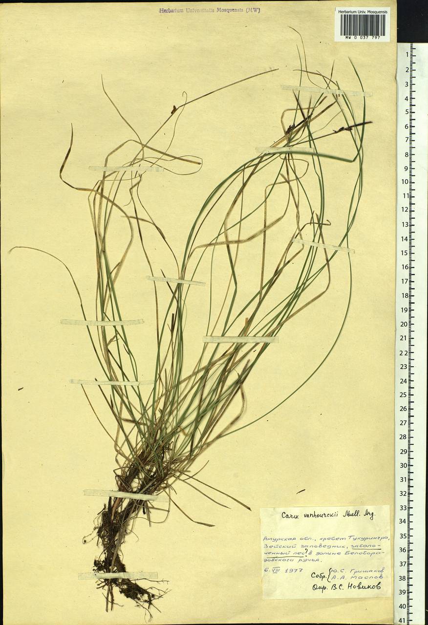 Carex vanheurckii Müll.Arg., Siberia, Russian Far East (S6) (Russia)