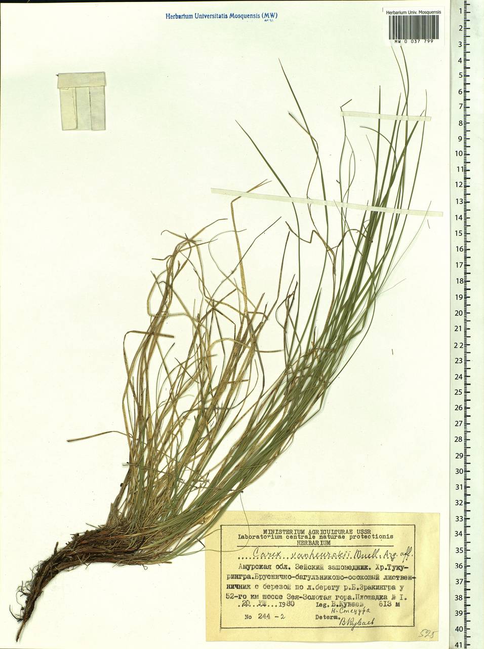 Carex vanheurckii, Siberia, Russian Far East (S6) (Russia)