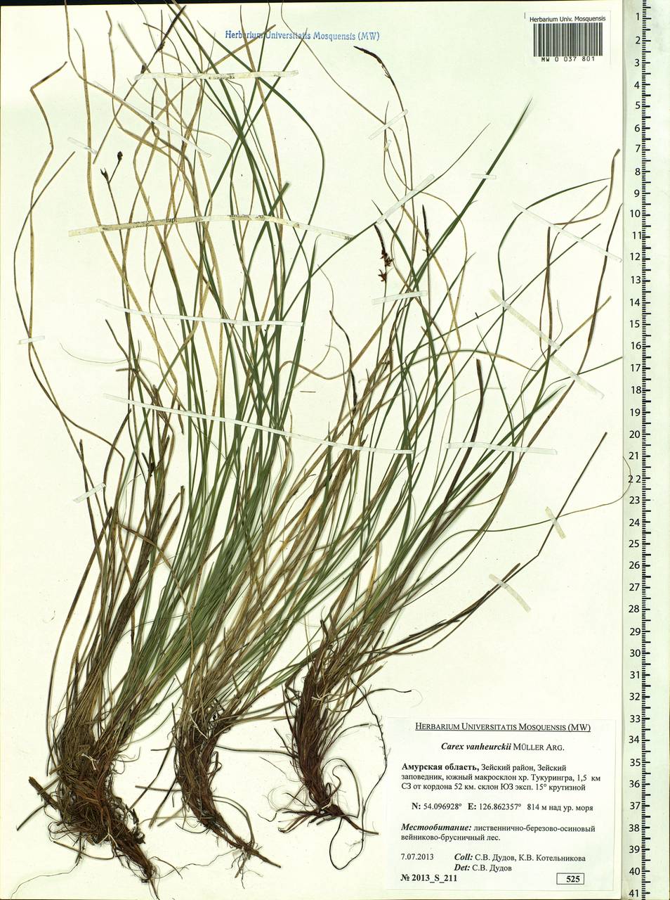 Carex vanheurckii, Siberia, Russian Far East (S6) (Russia)